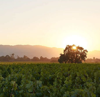 Wine Event Series: PlumpJack Wines