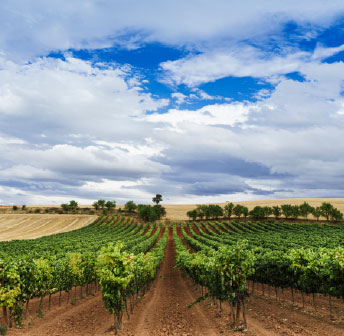 1919 Wine Event Series: Bodegas Prado Rey